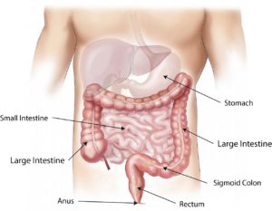 Visceral Osteopathy Abdomen Anatomy