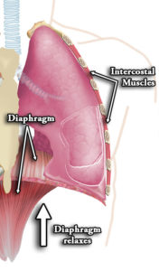 Visceral Osteopathy Diaphragm