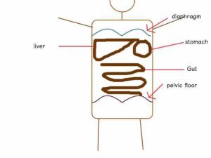 Women's health & obstetric physiotherapy: prolapse origin