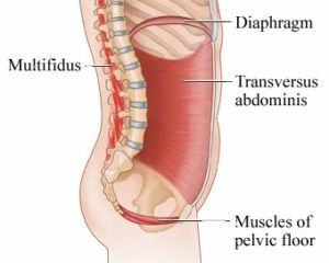 women's health pelvis: pelvic floor muscles