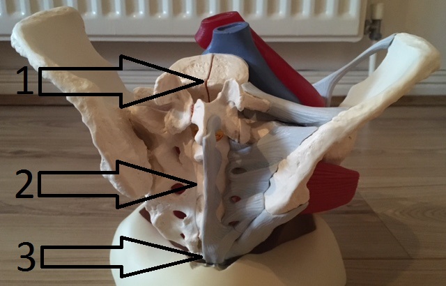 Pelvis Bone & Pelvic Floor muscles (posterior view)