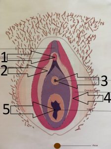 Perineum - External view (from "l'anatomie simplifiée du périnée féminin" éditeur SAURAMPS MEDICAL 2012 by Chantal Fabre-Clergue)