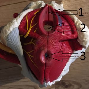 Pelvic floor muscles view from below