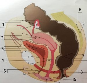 Pelvis organs - side view (from "l'anatomie simplifiée du périnée féminin" éditeur SAURAMPS MEDICAL 2012 by Chantal Fabre-Clergue) 