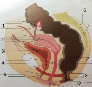 Pelvis organs (side view)