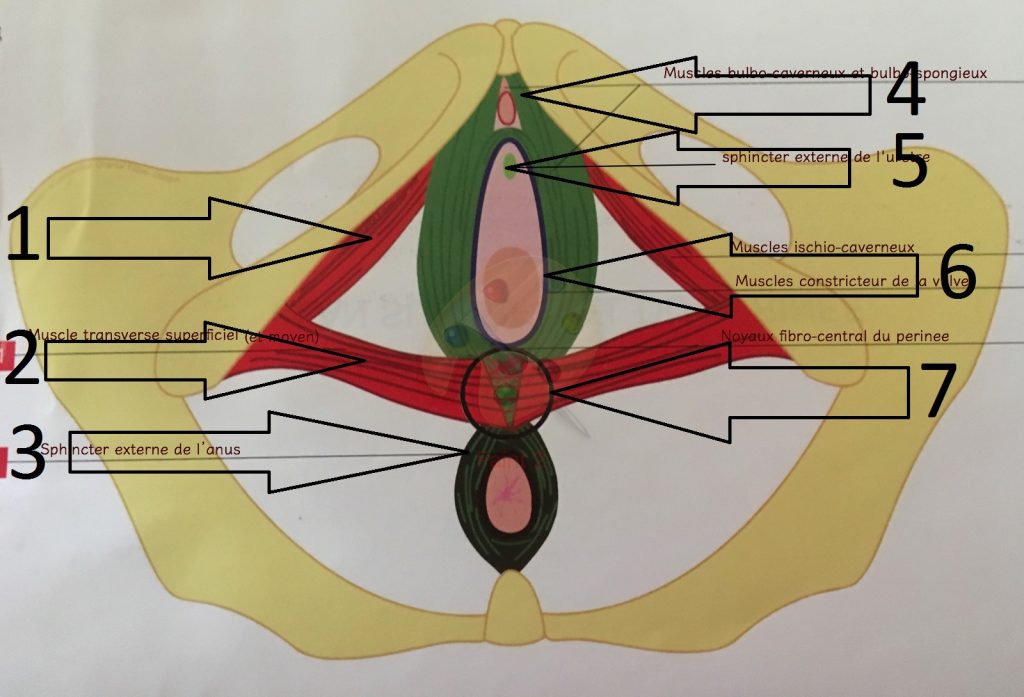 Superficial and intermediate pelvic floor muscles