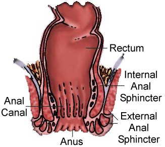 Rectum and anus anatomy