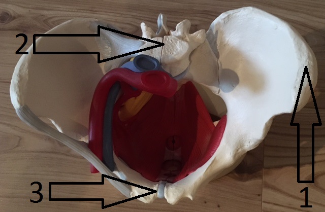upper view of pelvis and pelvic floor