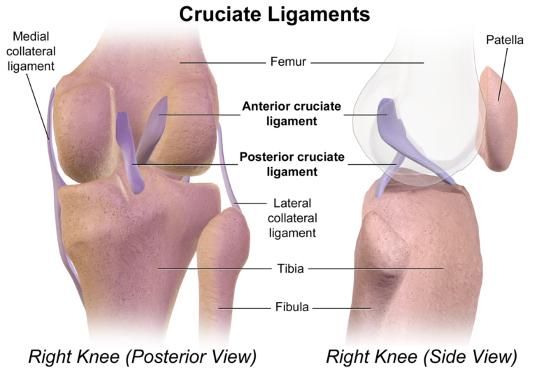 Cruciate_Ligaments tear diagnostic surgery & rehablitation