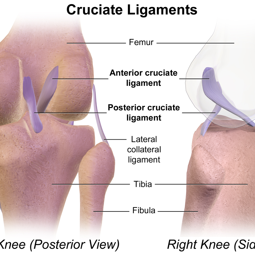 Anterior And Posterior Cruciate Ligament Injury