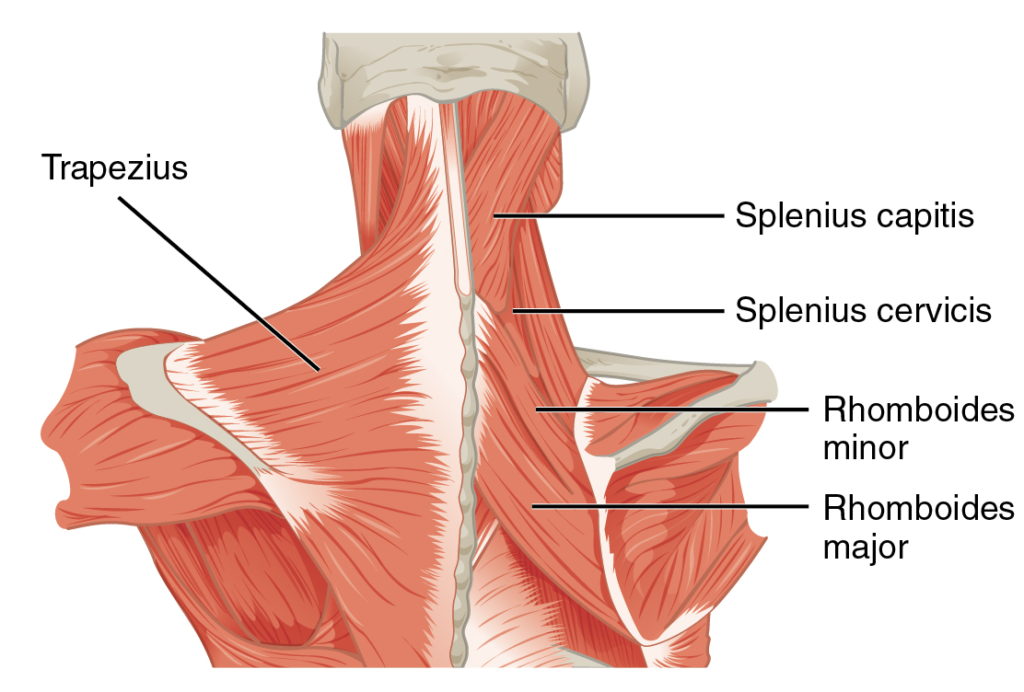 Anatomie des muscles du dos Exercices contre Douleurs du Cou et du Haut du Dos