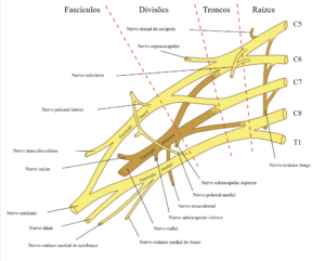 Erb Palsy physio treatment anatomy